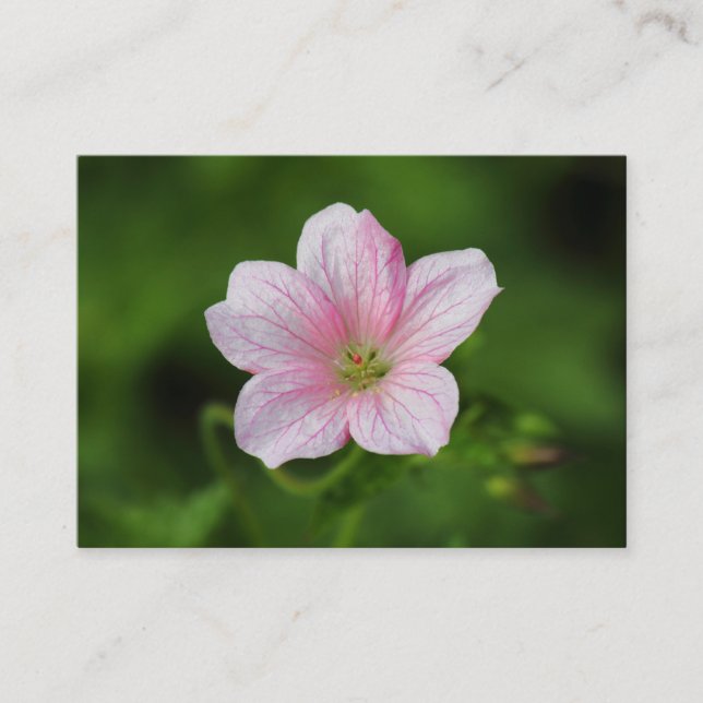 Geranium Business Card (Front)