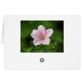 Geranium Cards (Back Horizontal)