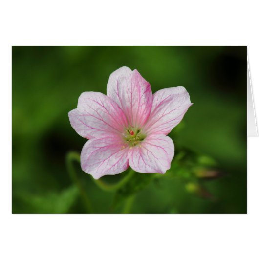 Geranium Cards (Front Horizontal)
