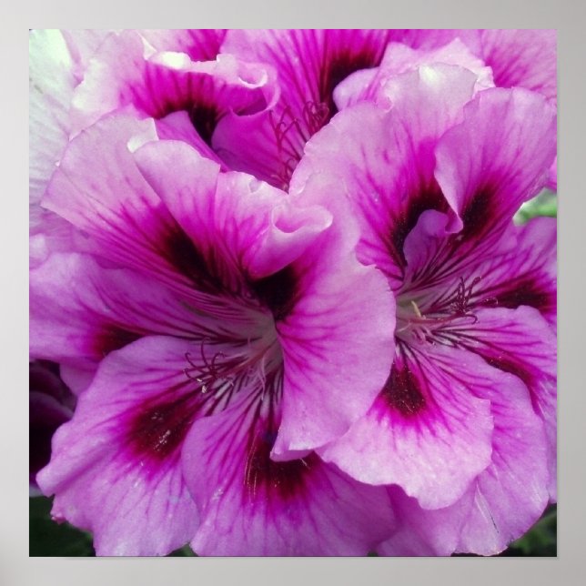 Geranium Care Poster (Front)