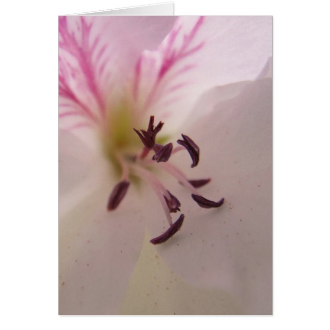 Geranium Center Card (Front)