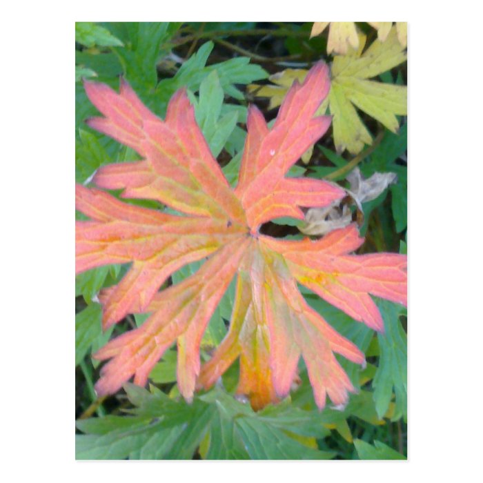 Geranium Leaf Postcard