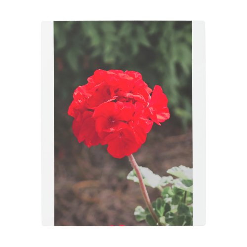 Geranium of Beauty Metal Print