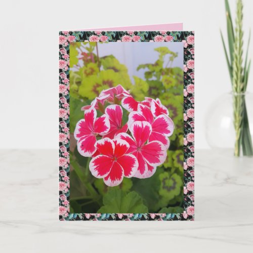 Geranium Pelargonium Flower Garden floral Card