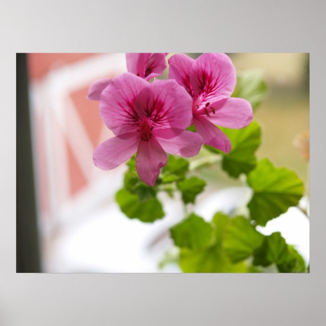 geranium poster (Front)