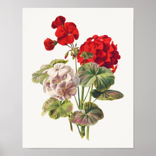 Geranium  poster