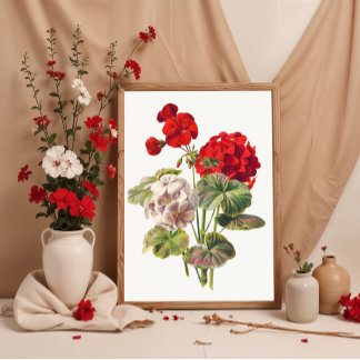 Geranium poster