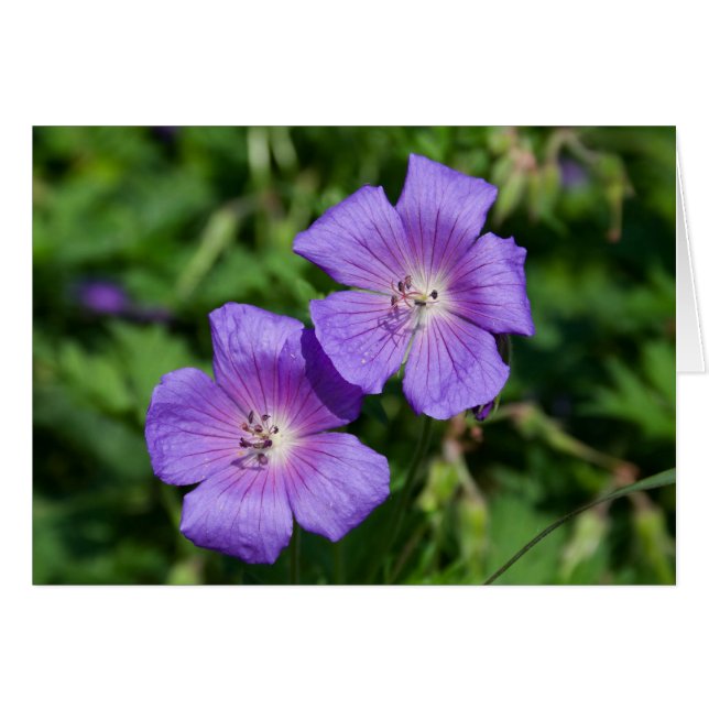 Geranium pratense cards (Front Horizontal)