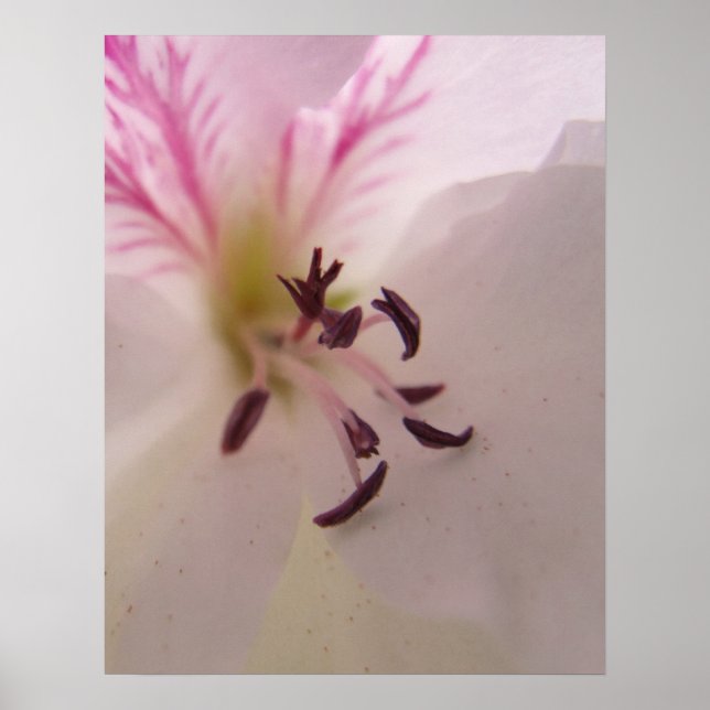Geranium Print (Front)