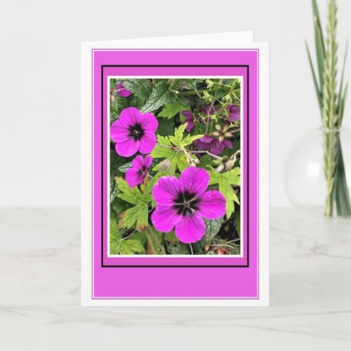 Geranium Psilostemon Greetings Card