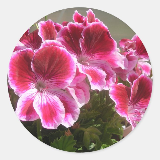 Geranium stickers (Front)