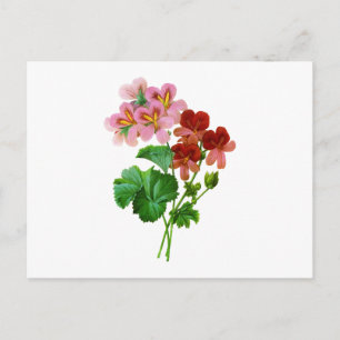 Geranium Variete by Pierre Joseph Redoute Postcard