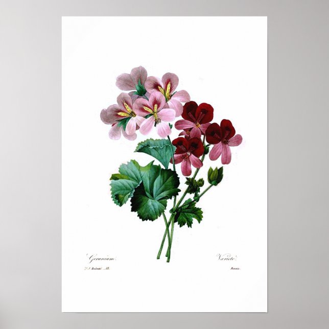 Geranium varieties poster (Front)