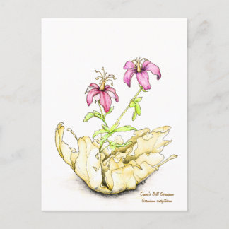 Geranium wildflower watercolor postcard