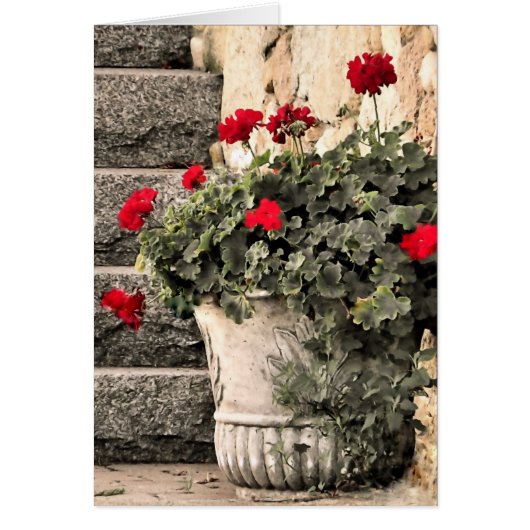 Geraniums Cards (Front)
