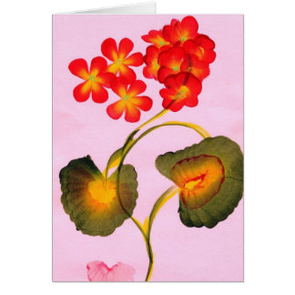 GERANIUMS CARDS
