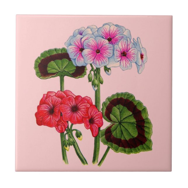 geraniums ceramic tile (Front)