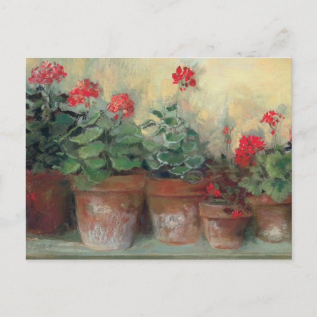 Geraniums in Pots Postcard (Front)