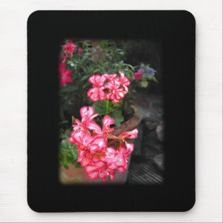 Geraniums. Pelargonium flowers. Mouse Pad