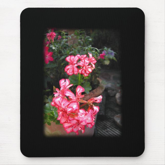 Geraniums. Pelargonium flowers. Mouse Pad (Front)