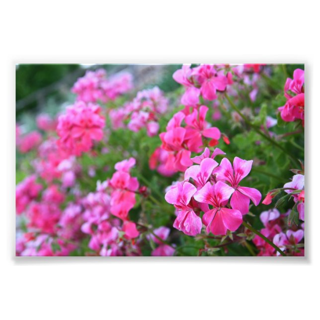 Geraniums Photo Print (Front)