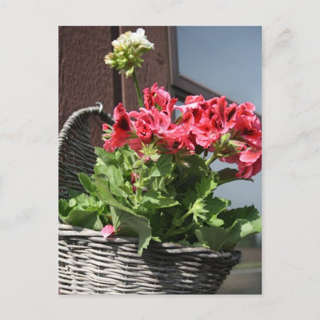 Geraniums Postcard (Front)