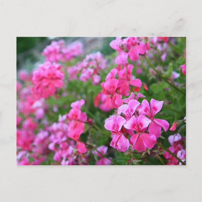 Geraniums Postcard (Front)