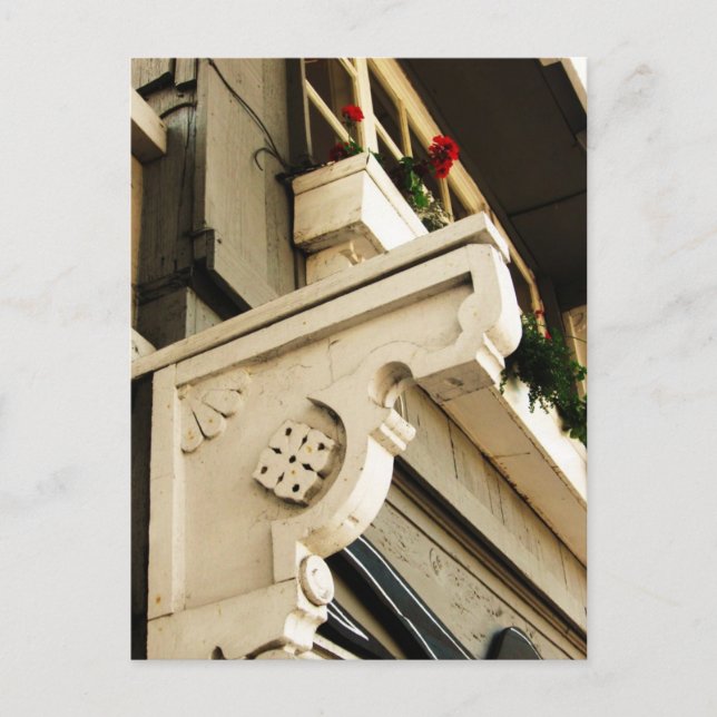 Geraniums Postcard (Front)