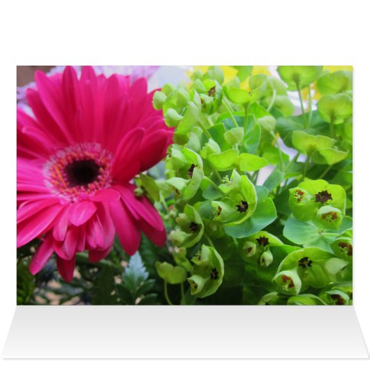 Gerba Daisy (Inside Horizontal (Top))