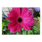 Gerba Daisy (Front Horizontal)