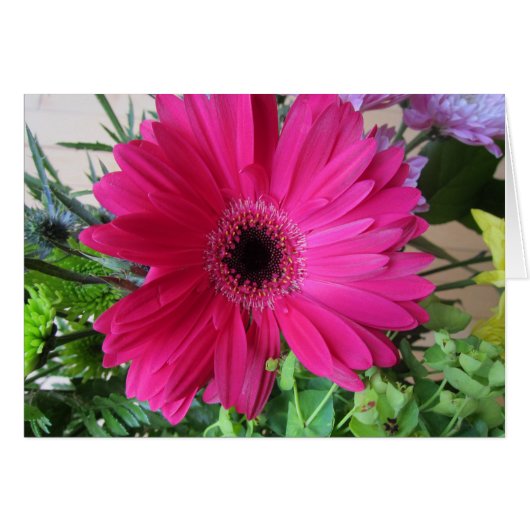 Gerba Daisy Cards (Front Horizontal)