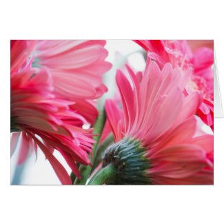 Gerber Daisies Blank Greeting Card