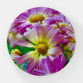 Gerber Daisies in Bloom Paperweight