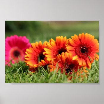 Gerber Daisies Poster by utachick02 at Zazzle
