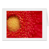 Gerber Daisy (Front Horizontal)