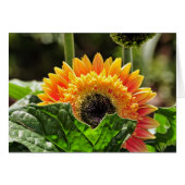 Gerber Daisy (Front Horizontal)