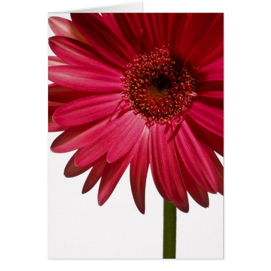 Gerber Daisy 6 Cards (Front)