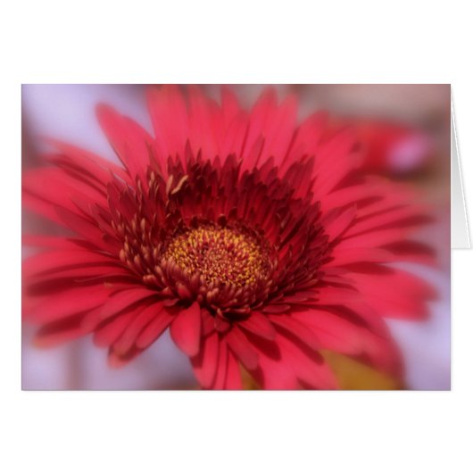 Gerber Daisy Cards (Front Horizontal)