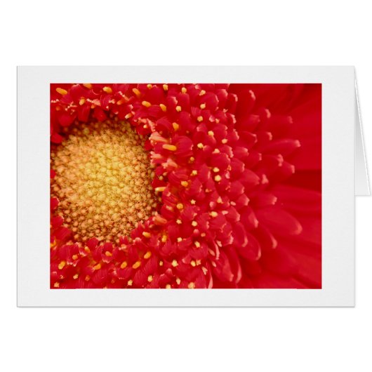Gerber Daisy Cards (Front Horizontal)