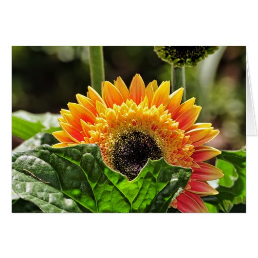 Gerber Daisy Cards (Front Horizontal)