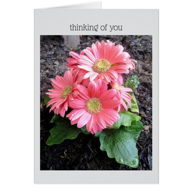 Gerber Daisy Cards (Front)