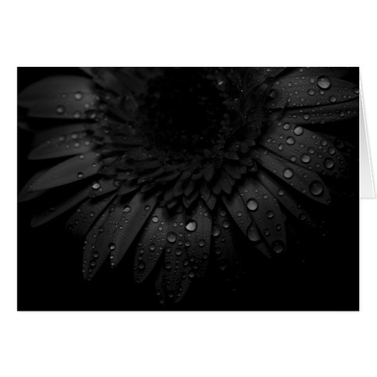 Gerber Daisy Close Up With Water Droplets Cards (Front Horizontal)