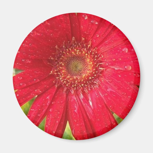 Gerber Daisy Magnet (Front)
