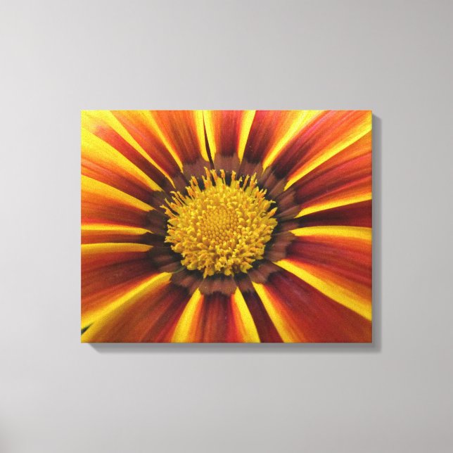 Gerber Daisy Up Close and Personal Canvas Print (Front)
