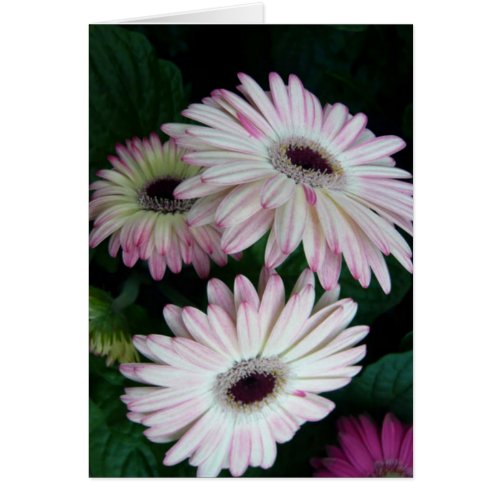 Gerber Daisy White with Pink Flowers Card