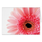 Gerbera (Front Horizontal)