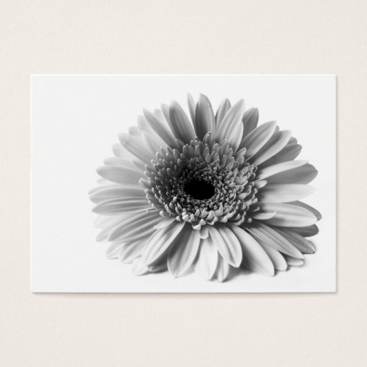 Gerbera (Front)