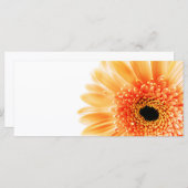 Gerbera (Front/Back)