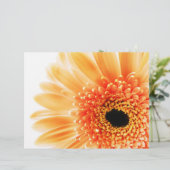 Gerbera (Standing Front)