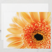Gerbera (Front/Back)